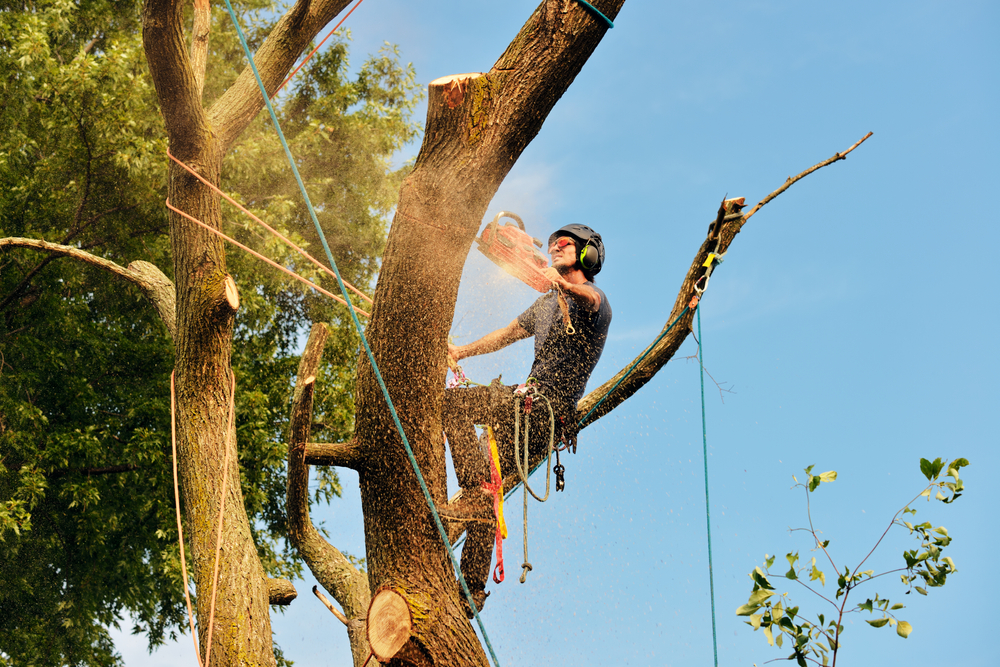 Arborist,cutting,tree,,action,shot.,chainsaw,,rigging,ropes,,sawdust,,warm