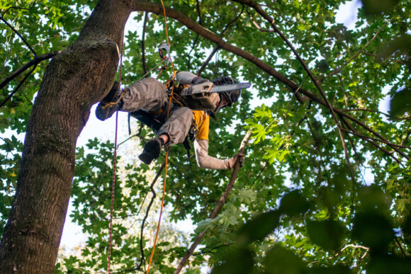 Arborist,in,safety,harness,hanging,on,the,ropes,cutting,branches
