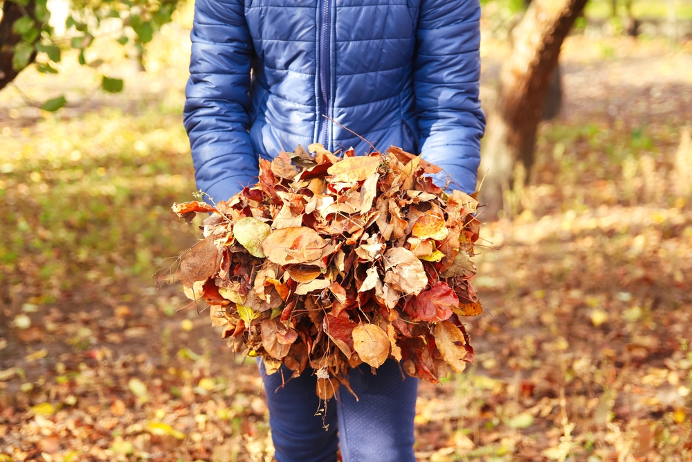 Defocus,teen,girl,holding,dry,leaves.,child,volunteer,rakes,and