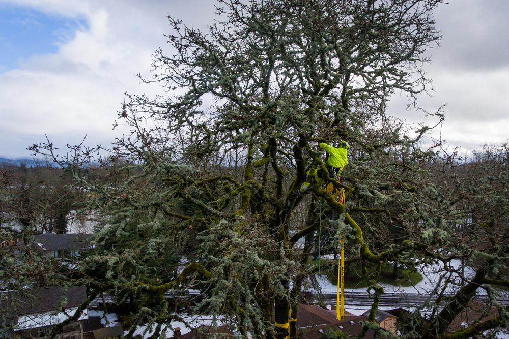 Frozen Timber & High Tension: Winter Maintenance Tips for Professional Loggers and Arborists