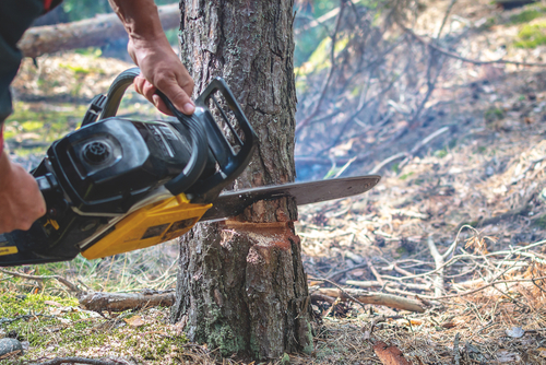 Lumberjack,cutting,pine,tree,close Up.,no,face,visible.,logging,,worker